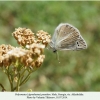 polyommatus poseidon akhaltsike male2